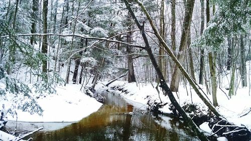 Reflection of trees in water