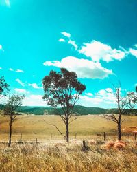 Trees on field against blue sky