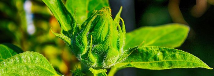 Close-up of green leaves on plant