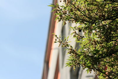 Low angle view of plant against sky