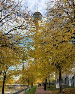 Low angle view of trees in park