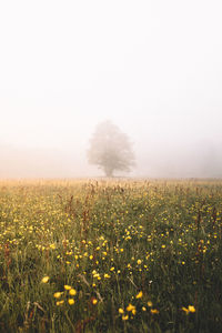 Scenic view of grassy field against sky during foggy weather