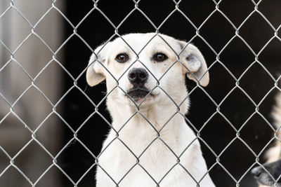 Portrait of dog seen through chainlink fence