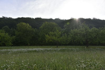 Scenic view of trees on field against sky