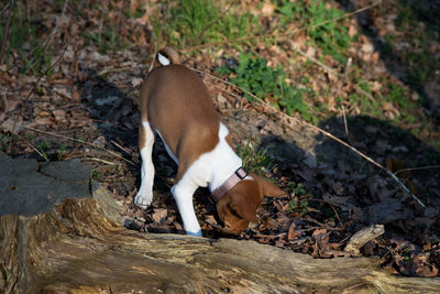 High angle view of dog on field