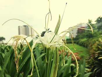 Close-up of plants against sky