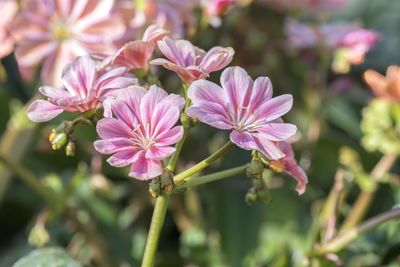 Pink lewisia flower in bloom