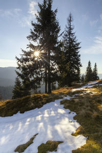 Scenic view of trees against sky in rodnei mountains 