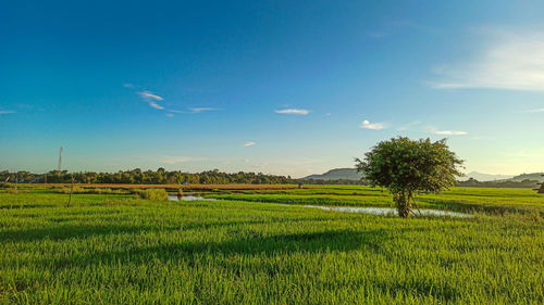 Single tree in the middle of the rice field are exposed to the sunrise