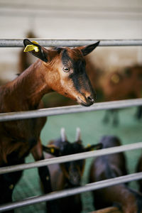 Close-up of a horse in ranch