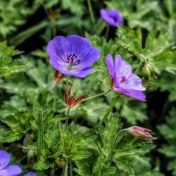 Close-up of purple flowers