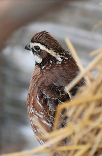 Close-up of bird