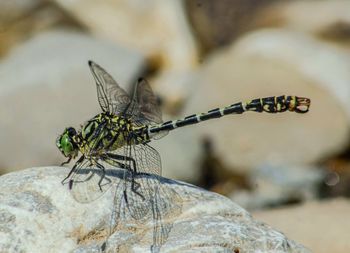 Close-up of dragonfly on rock