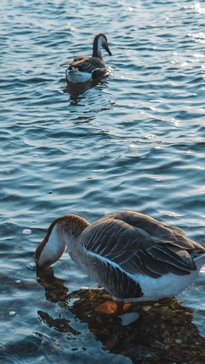 DUCKS IN A LAKE