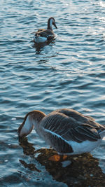 Ducks swimming in lake