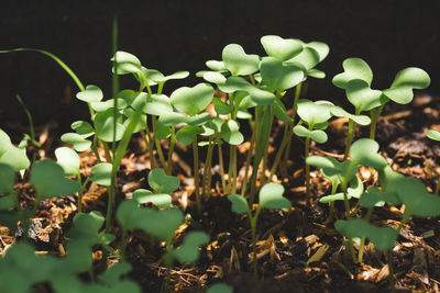 Close-up of plants growing on field