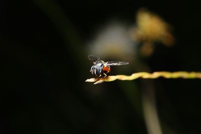 Close-up of insect on leaf