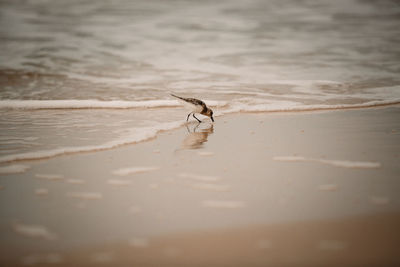 Sandpiper on beach