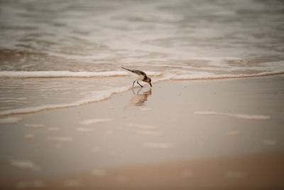 View of bird on beach