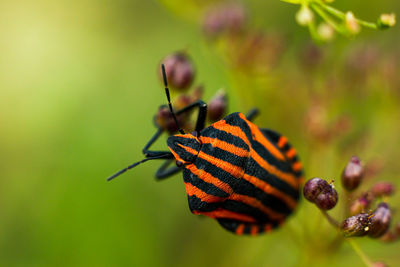 Close-up of insect on flower