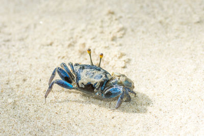 Beautiful blue crab	