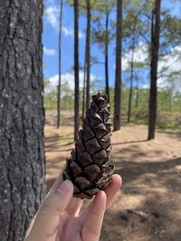 Cropped hand holding pine cone