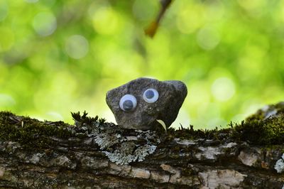 Close-up of a squirrel on tree trunk