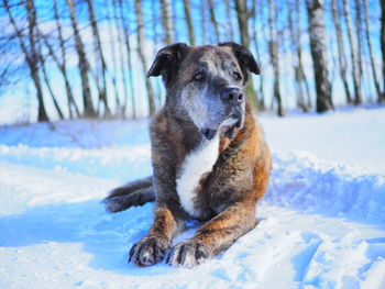 Dog sitting on snow covered land