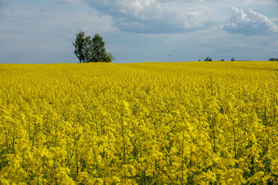 Scenic view of oilseed rape field against cloudy sky