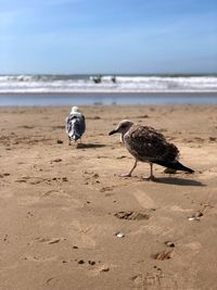 Seagulls on beach