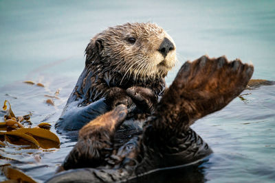 Sea otter