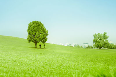 Large alone trees on field against clear sky