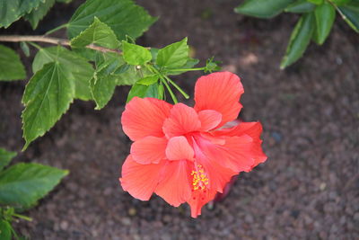 Close-up of red flower blooming outdoors