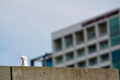 Low angle view of seagull perching on retaining wall against sky