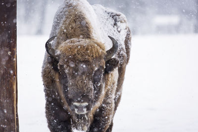 Close-up of snow covered horse