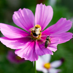 Close-up of bee pollinating on flower