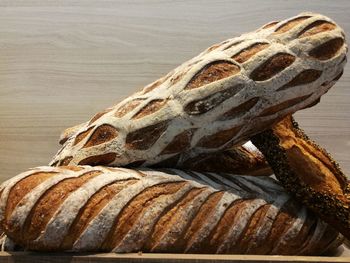 Close-up of tree trunk