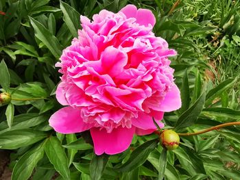 Close-up of pink flowering plant