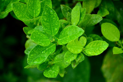 Close-up of dew drops on leaves