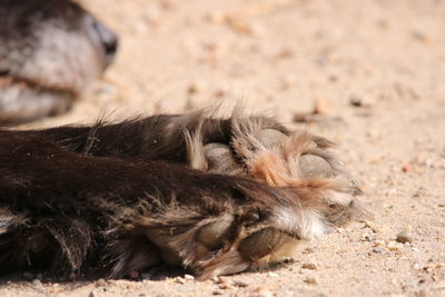 Close-up of dog lying on sand at beach