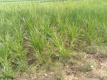 Full frame shot of fresh green field