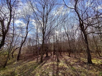 Bare trees on field in forest against sky