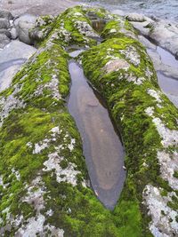 Close-up of moss growing on rock by river