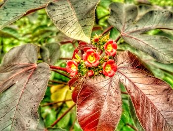 Close-up of insect on red flower