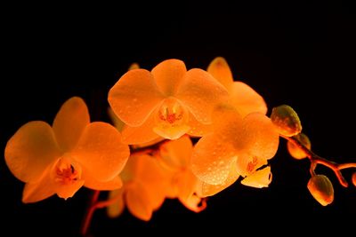 Close-up of orange flower against black background