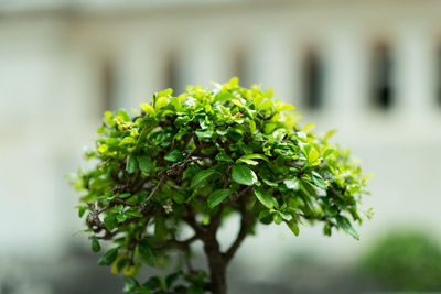 Close-up of fresh green plant