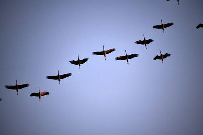 Low angle view of silhouette birds against clear blue sky