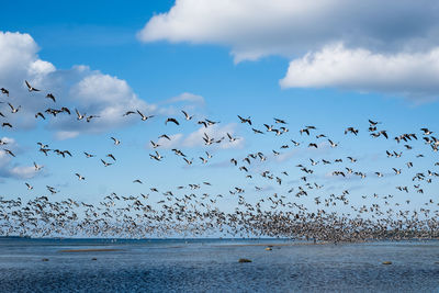Huge duck flocks forming during bird migration season in northern europe.