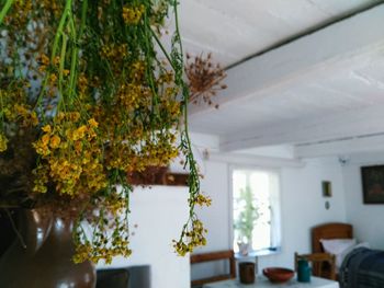 Potted plants on the wall