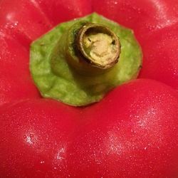 Close-up of red rose